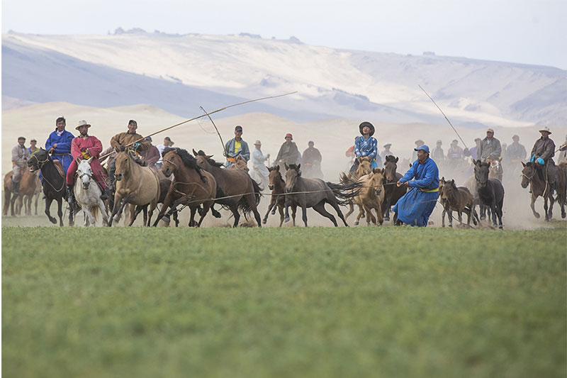 mongolia horse festivals 